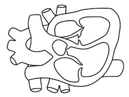 You might also be interested in coloring pages from anatomy category. Human Heart Coloring Worksheets Teaching Resources Tpt