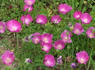 Image result for Equilabium stenosiphon