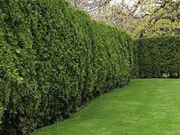 See more ideas about conifers, conifers garden, plants. Conifer Hedging Fast Growing Hedge Plant Hedges Direct