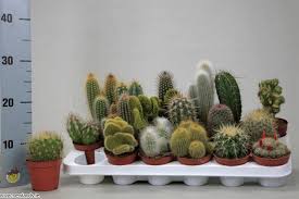 Golden barrel cacti (echinocactus grusonii) start out almost perfectly round and grow more oval in shape as they slowly expand. Cactus Mix In 8cm Pot Newlands Garden Centre