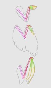 210000003491 skin anatomy 0.000 description 5. Taking Flight A Beginner S Guide Into Drawing Wings