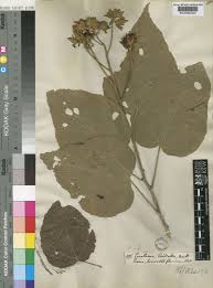 Image result for Eriolaena rulkensii