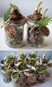 Forcing Bulbs Indoors Diy Holiday Gifts Christmas Plants Gifts Homemade Christmas Gifts