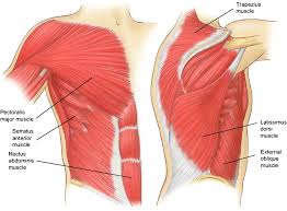 The chest wall is comprised of skin, fat, muscles, and the thoracic skeleton. 2