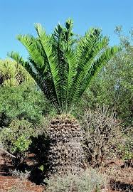 Image result for Encephalartos