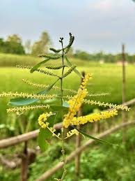 Image result for Acacia davyi
