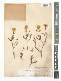 Image result for Maerua becquetii