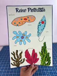 Classificação dos Seres Vivos – Cartazes – Sua Loja de Atividades  Pedagógicas – Prof. Jocélio