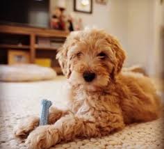 Ohio labradoodles can be found in the largest labradoodle breeder directory and these labradoodle breeders provide the highest quality our family has been breeding quality ofa/ofel lab & doodle pups for 10 years!all of our pups are vet checked, shots, wormed & health guaranteed. About The Labradoodle Breed Maple Hill Doodles Ohio