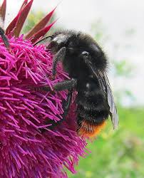 Image result for Bombus rupestris