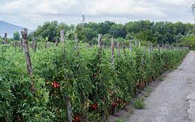 As a result, it was highly productive throughout the 2013 season. Certified San Marzano Tomatoes