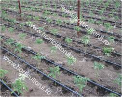 Am intarziat cu semanarea lui pentru ca am facut un solar separa. Plantarea Tomatelor Ciclu 1 Primavara In Solar Horticultorul Ro