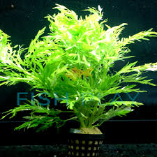 Image result for Hygrophila spiciformis