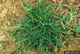 Image result for Eleusine