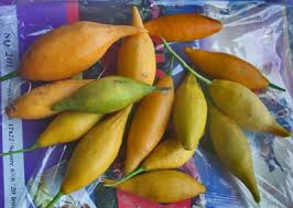 Image result for Tabernanthe elliptica