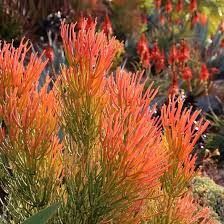 Image result for Euphorbia spissiflora