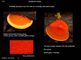 Image result for Pycnospora