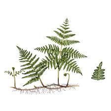 Image result for Pteridium aquilinum