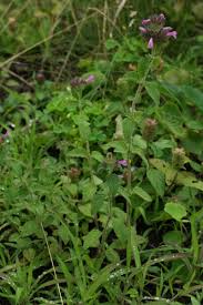 Image result for Clinopodium uhligii