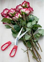 They do hold frequent promotional campaigns, so you can get great deals and discounts for established in 2015, first sight singapore is an online floral boutique offering cute and charming fresh bouquets and preserved flowers. Different Freshly Cut Flowers That Last Longer For Your Online Flower Shopping Flower Delivery Singapore