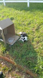 Cop Finds 10 Week Old Puppy In A Box On The Side Of The Road Puppies Rescue Dogs Buy Pets