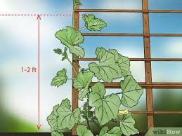 Cucumber plants are easier to grow with some support given to them. How To Prune Cucumber Plants Cucumber Plant Plants Zucchini Plants