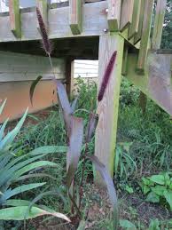 Image result for Cenchrus americanus