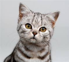 American Shorthair This Cat Breed Is Known For Its Longevity Robust Health Good Looks Sweet Personalit American Shorthair Cat Tabby Cat