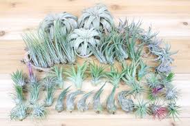 We offer fast shipping and. Air Plant Shop Visit Us To Buy Air Plants Tillandsia Terrariums