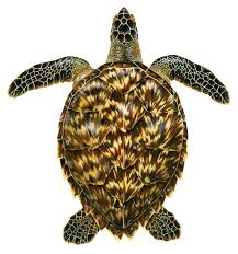 The hawksbill sea turtle, like many other turtles have flippers which enable it to push through the water to swim and to dig into the sand on natal functional adaptations: Hawksbill Upwell