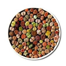 the bubble succulents are amazing and will be mesmerizing to your guests who see them there are 200 seeds succulents rainbow succulent succulent arrangements