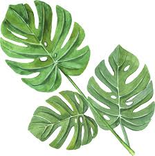 Check spelling or type a new query. Wandtattoo Pflanze Monstera Aquarell Blatter Tenstickers