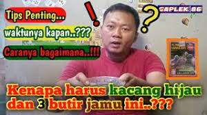 Manfaat kacang ijo untuk burung perkutut derkuku dan puterподробнее. Manfaat Kacang Hijau Buat Perkutut Youtube