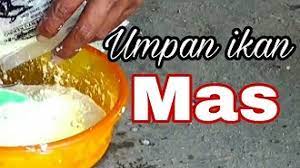 Jenis umpan ikan mas jitu yang bisa anda gunakan adalah cacing tanah. 13 Cara Membuat Umpan Ikan Mas Agar Dapat Banyak Arenahewan Com