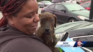 KC Pet Project helps place 160 animals over Labor Day weekend