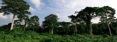 Bank Dunia Hibahkan Rp297 Miliar Untuk Pengelolaan Hutan Tropis Indonesia —  Nusakini
