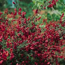 Cytisus Boskoop Ruby Broom Plants North Facing Garden Balcony Plants