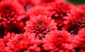 Chrysanthemums Red Flowers Petals Close Up Red Flower Wallpaper Red Flowers Flowers Petals