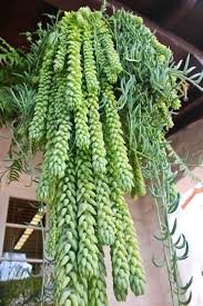 Fishhook Succulents Hanging Succulents Succulents Planting Succulents