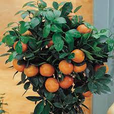 Calamondin orangen und ähnliche produkte aktuell günstig im preisvergleich. Dwarf Calamondin Orange Gurney S Seed Nursery Co