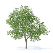 Apple Tree With Flowers 3d Model 3 7m Tree Apple Flowers Model Flowering Trees Apple Tree Flowers