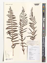 Image result for Thelypteris confluens