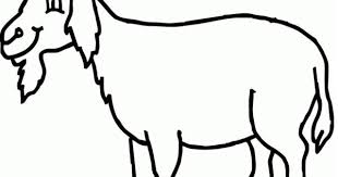Download sketsa gambar ukuran besar full hd yang belum diwarnai dalam format png, jpg maupun pdf. Belajar Mewarnai Gambar Kambing Hewan Binatang Sketsa Hewan