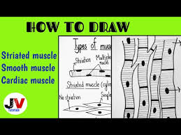 The correct identification of the labels 1, 2, 3, Diagrammatically Show Difference Between The Three Types Of Muscle Fibres Striated Muscle Diagram Youtube