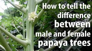 If you have fruit trees you'll also find tree gender to be an important subject, because in order to grow fruit you need pollination. How To Tell The Difference Between Male And Female Papaya Trees Youtube