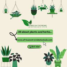 Image result for Funtumia elastica