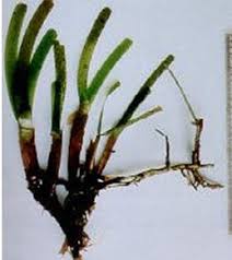 Image result for Thalassia hemprichii