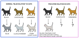 Colour And Pattern Charts Cat Colors Cats Cat Drawing