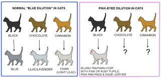 colour and pattern charts cat colors cats cat drawing