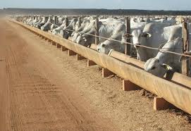 A fertilidade do solo pode sofrer significativo incremento através do. Confinamento Bovino Deve Ter Margem Positiva Em 2018 Canal Rural